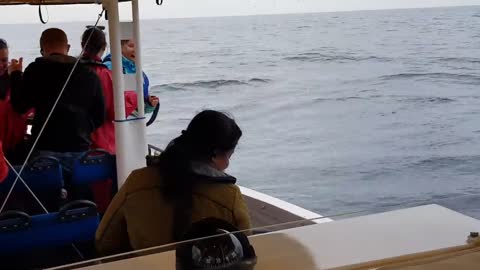 Whale jumps out of nowhere during sight seeing tour.