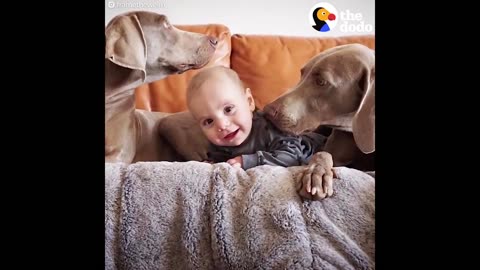 Dogs Love New Baby Brother | Best Animal Compilation | The Dodo Daily