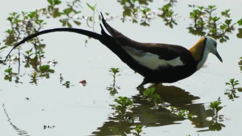 Discover the Fascinating Feeding Habits of the Pheasant-tailed Jacana in its Natural Habitat!