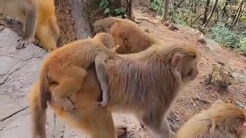 Dangerous fight of monkeys #shorts #viral #shortsvideo #video