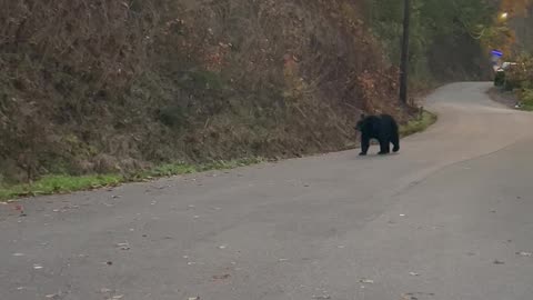 Man Unconcerned By Bear