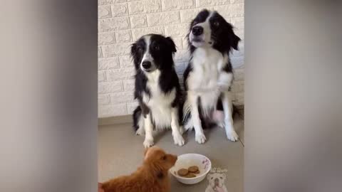 Dogs And Cats Reaction To Food - Funny Animal Reaction