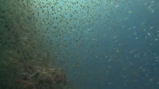 MYSTERIES OF DEEP UNDERWATER OCEAN UNBELIEVABLE FOOTAGE