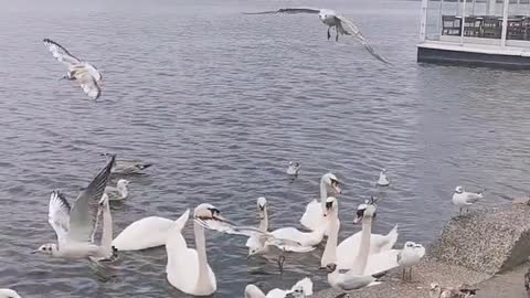 In the center of Hamburg, there are lakes, swans and pigeons are not afraid of people