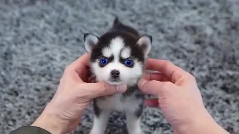 Cute Micro Siberian Husky 😍 😍 Made my Day 😍 😍