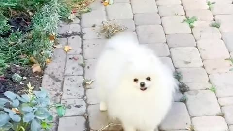 Cute dog sound