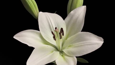 White lilies blooming