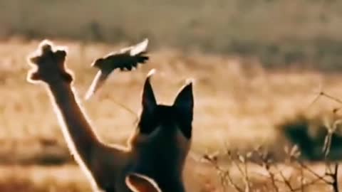 Such a lovely bird was taken down by the cat after 20 years of power