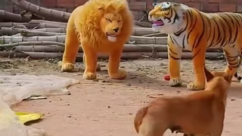 Pranking sleeping and resting dogs, with the use of a fake Lion, fake Tiger and a huge box.