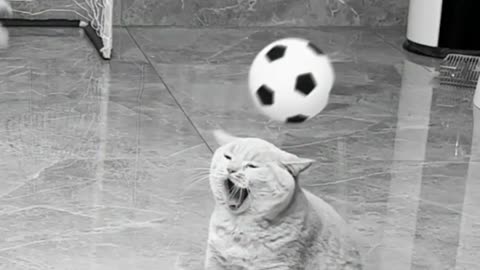 cute cat goal keeper 👌