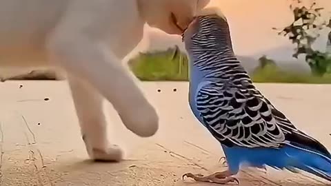 cute cat and parrot
