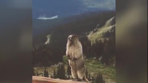 Marmot Scream lol