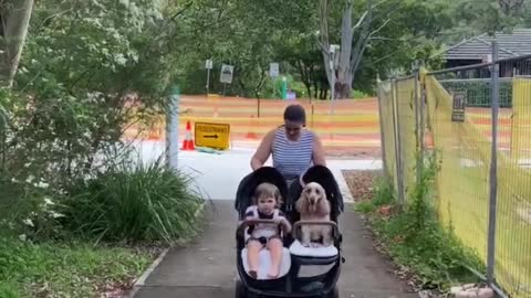 Puppy Gets a Ride in Child's Stroller