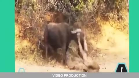 Lion vs buffelo vs tiger wild animals fight--BNRTECHCHANNEL