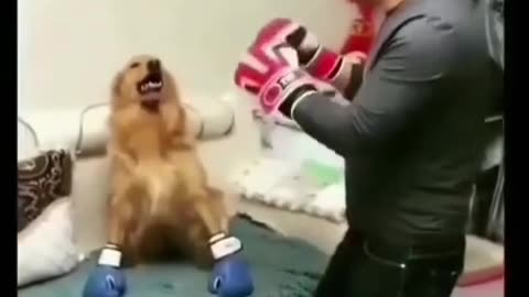 Dog boxing with man funny video