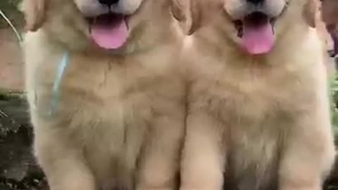 fluffiet golden puppies