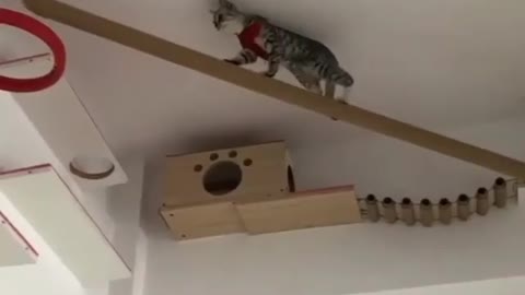 Talented cat climbing on wall funny videos