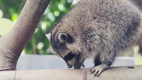 Wall-cleaning dance # Raccoon