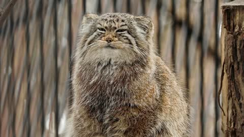 Who disturbs a nap of a Pallas's cat