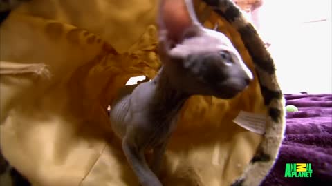 Bald & Beautiful: Sphynx Kittens | Too Cute!