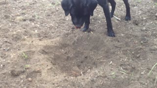 Dog loves digging holes