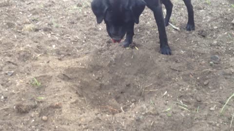 Dog loves digging holes