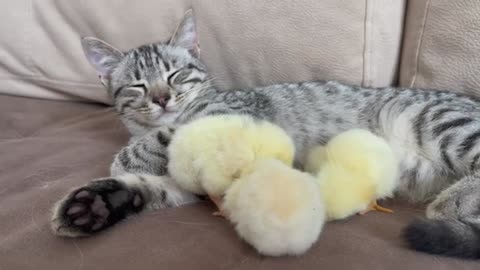 Kitten sleeps sweetly with the Chickens