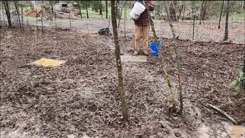 Feeding Hogs in the Woods