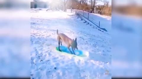 My dog enjoying snowboard surfing