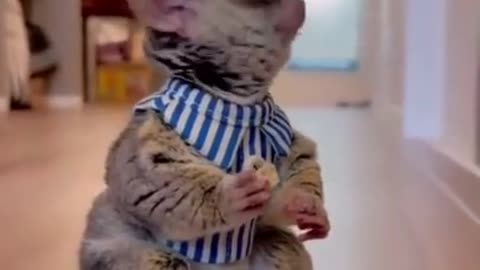 Try not to laugh with these funny and hilarous animal clips.