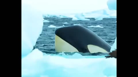 Orca Whales vs Seal 🐳🦭