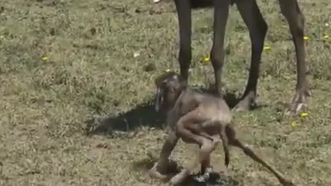 Babies learning to walk