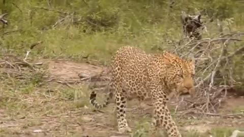 Leopard And Lizard Fighting In The Jungle