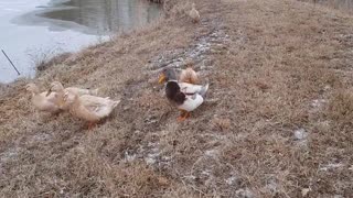 Ducks on (almost) Frozen Pond (2022/02/25)