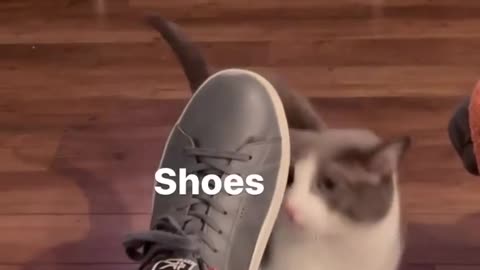 "Winston Purrchill loves #shoes"