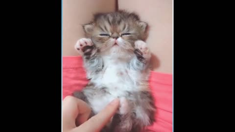 funny and cute cats - short funny cat videos #1