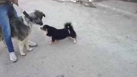 Small puppy dog ​​training armed men