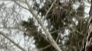 Squirrel is coming down from a tree