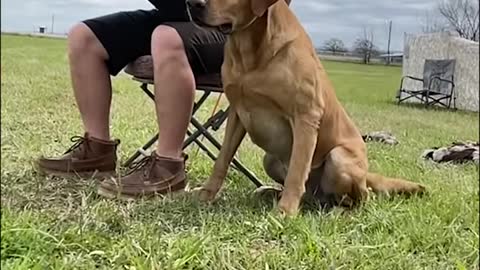 labrador retriever training the dog