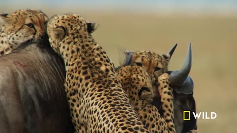 Cheetahs Takedown a Wildebeest Full HD video National Geographic