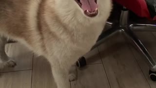 Husky Screams When She Can't Catch Fly on Ceiling