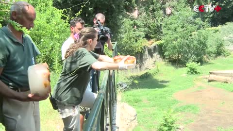 Italian Zoo Helps Cool off Animals amid Heat Wave