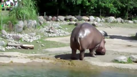 CUTE HIPPO RIPS HUGE FART | WORLD'S BIGGEST FART