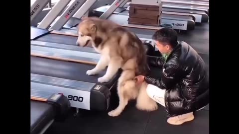 😅😴 Lazy Husky vs. Athletic Husky, One Slays the Ramp, One Fears the Ramp! 🏋️‍♀️😂