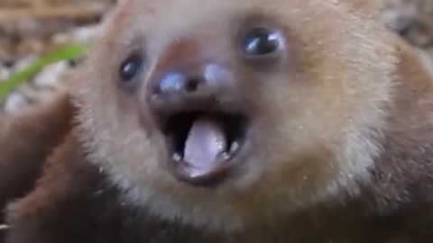 Baby Sloth Squeaking