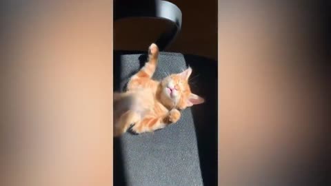 Cute cat videos