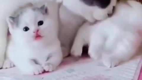 Cute cat love
