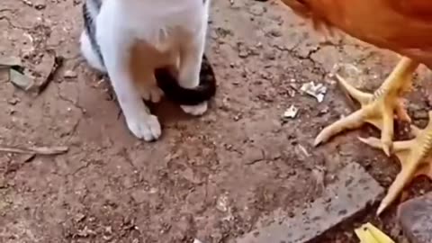 Fur Flying Feathers: The Purrfectly Hilarious Cat vs Chicken Showdown!