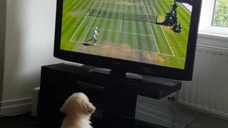 Golden Retriever puppy is a huge fan of Wimbledon