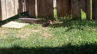 Baby Bunny Fren & I Hangin Out, Watching 'And We Know'